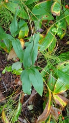 Epipactis atrorubens
