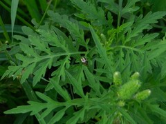 Zygogramma suturalis