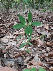 Euphorbia heterophylla