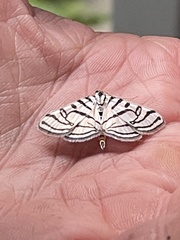 Conchylodes ovulalis