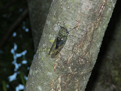Neotibicen pruinosus