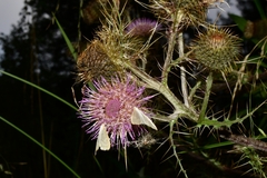 Cirsium subuliforme