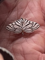 Conchylodes ovulalis