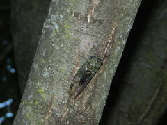 Neotibicen pruinosus