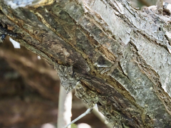 Rhynchonycteris naso