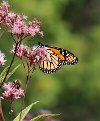 Eutrochium maculatum
