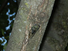 Neotibicen pruinosus