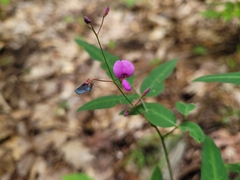 Desmodium paniculatum