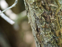 Rhynchonycteris naso