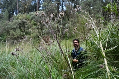 Cirsium subuliforme