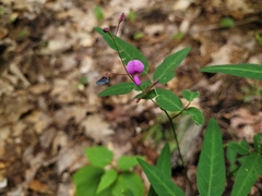 Desmodium paniculatum