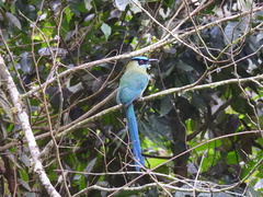 Momotus aequatorialis