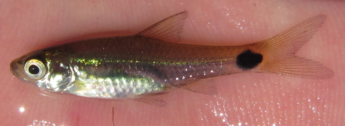 Spottail barb (Enteromius afrovernayi) — Cyprinidae — 2
