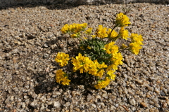 Draba lemmonii