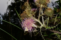 Cirsium subuliforme