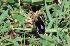Junonia oenone oenone