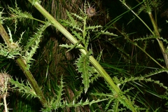 Cirsium subuliforme