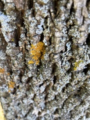 Candelaria concolor