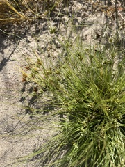 Fimbristylis vahlii