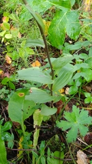 Epipactis atrorubens