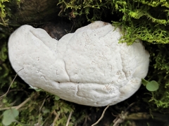 Lycoperdon marginatum