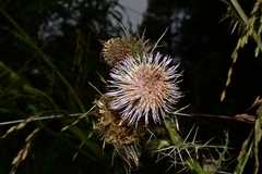 Cirsium subuliforme