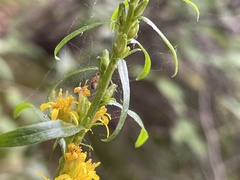 Solidago