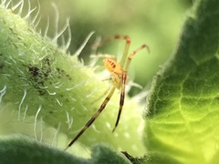Thomisidae