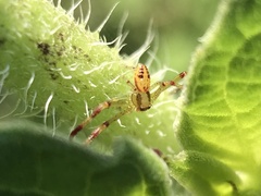 Thomisidae