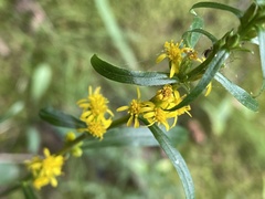 Solidago