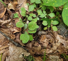 Antennaria plantaginifolia