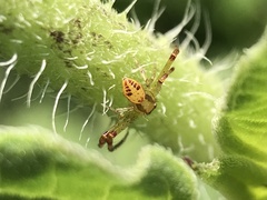 Thomisidae