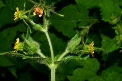 Sigesbeckia jorullensis