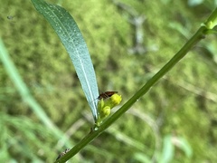 Solidago