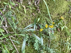 Solidago
