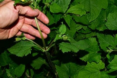 Sigesbeckia jorullensis