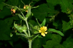 Sigesbeckia jorullensis