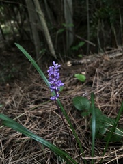 Liriope