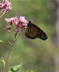 Eutrochium maculatum