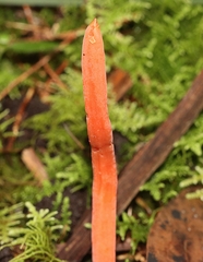 Clavulinopsis
