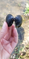 Corbicula fluminea