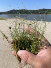 Fimbristylis vahlii
