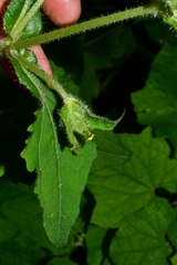 Sigesbeckia jorullensis