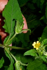 Sigesbeckia jorullensis