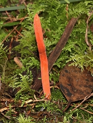 Clavulinopsis