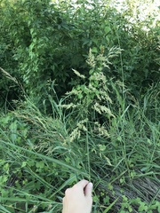 Sorghum halepense