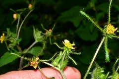 Sigesbeckia jorullensis