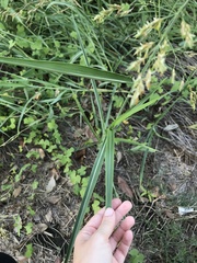 Sorghum halepense