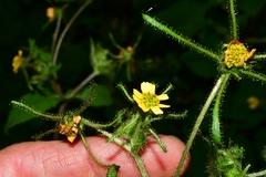 Sigesbeckia jorullensis