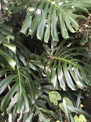 Monstera deliciosa